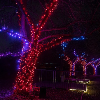 WEB IMG 7527 : Berlin, Botanischer Garten, Christmas Garden