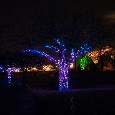 WEB IMG 7531 : Berlin, Botanischer Garten, Christmas Garden