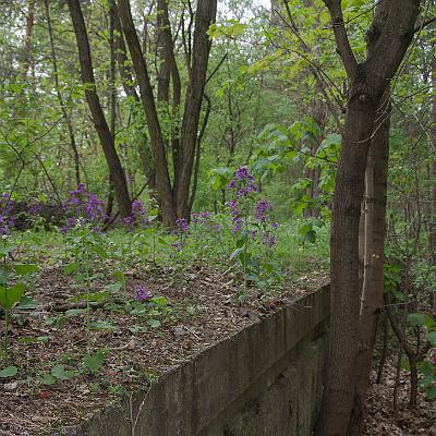 IMG 4616-LRmax WZ : Abandoned, Friedhofsbahn, Lost Place