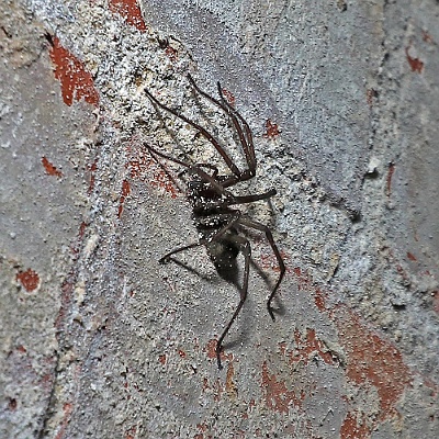 eine große Spinne in Winterstarre : Kreamtorium