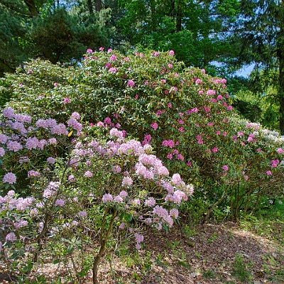  MG 2693 HDR : Rhododendronpark Kromlau