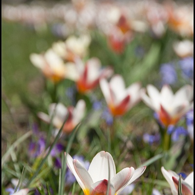 Frühblüherwiese : Frühblüher, Frühling