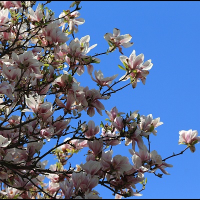 Magnolienbaum : Frühling