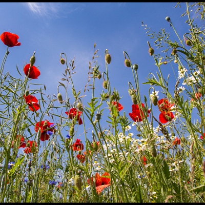 Sommer im Rapsfeld : Mohn, Sommer