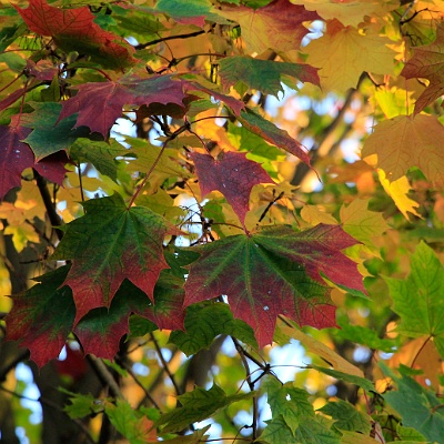 Herbstfarben : bunte Blätter