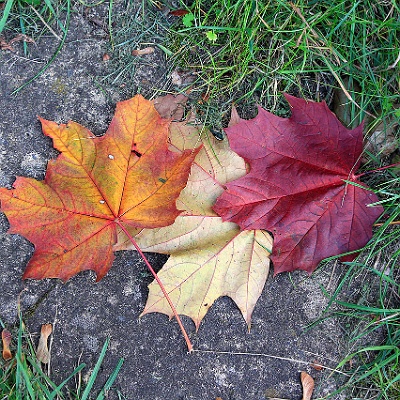 Variationen : Herbst, bunte Blätter