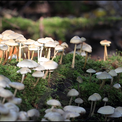 Herbstzeit ist Pilzzeit : Herbst, Pilze