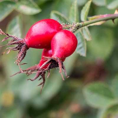 Hagebutten : Herbst, Hagebutte