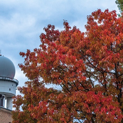 am alten Flughafen Tempelhof : Herbst, bunte Blätter