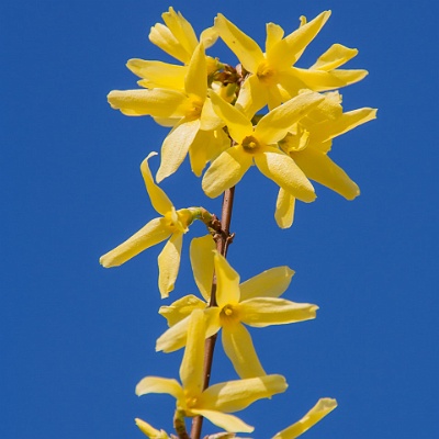 Forsythie : Frühling, Forsythie