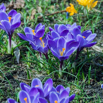 Krokusse : Frühling, Krokus