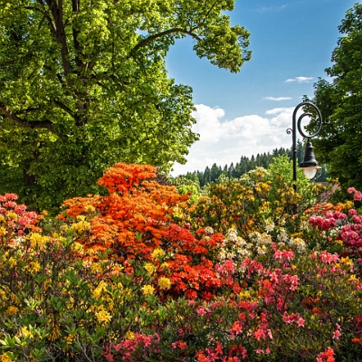 blühende Büsche in Bad Elster : Bad Elster, Buüsch, Frühling