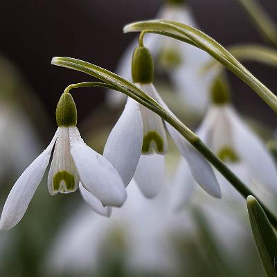 Schneeglöckchen