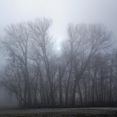die Sonne versucht es : Herbst, Nebel, Baum