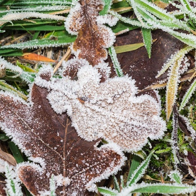 Reif an den Blättern : Herbst, Reif