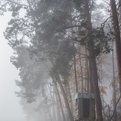 am Waldesrand : Herbst, Nebel, Wald