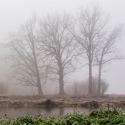am Weiher : Herbst, Nebel, Eis