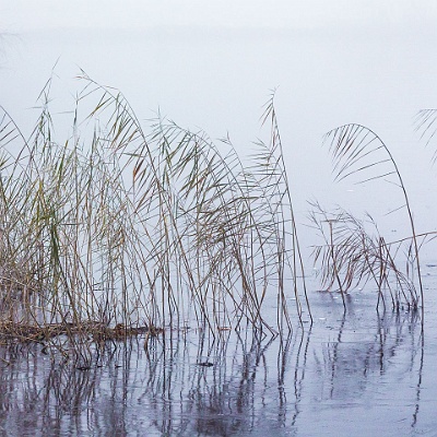 am See : Herbst, Schilf, Eis