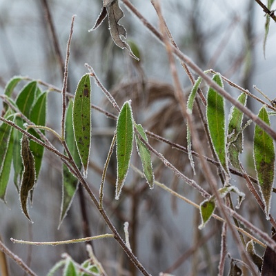 noch grün : Herbst, Blätter, Reif