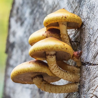 "Baum"-Pilze : Herbst, Pilze, Baum