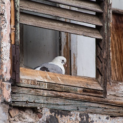 Taubenaussicht : Madeira