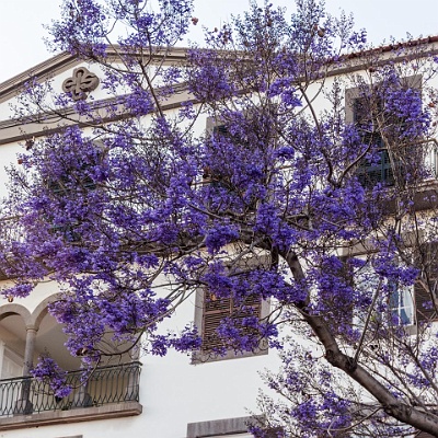 Blüten ohne Blätter : Madeira