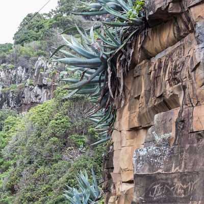 an der Felsenküste : Madeira