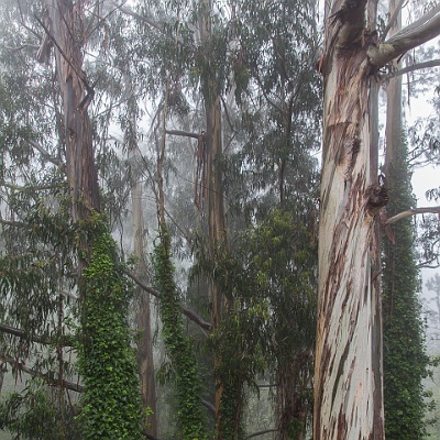 im Lorbeerwald : Madeira