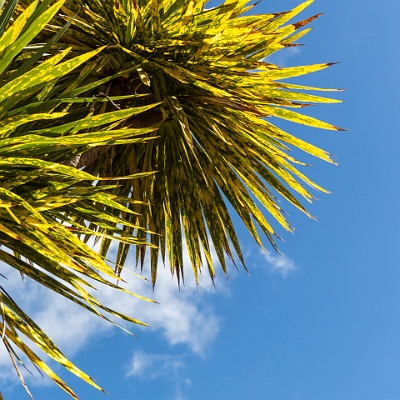 "Postkarte" : Madeira