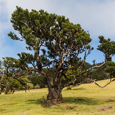 im Hochland : Madeira