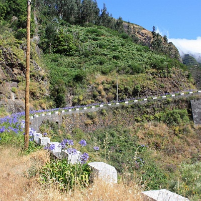 Blumen an den Strassen : Madeira