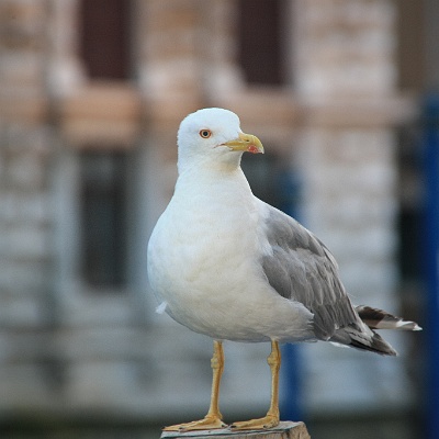 das Meer ist immer in der Nähe : Italien, Venedig