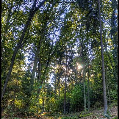 Sommer im Wald (HDR) : Sommer, Wald