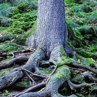 verwurzelt : Baum, Wurzel