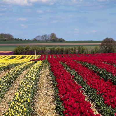 Tulpenblüte in Sachsen-Anhalt : Tulpe, Blume, Feld