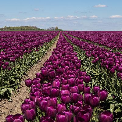 Tulpenblüte in Sachsen-Anhalt : Tulpe, Blume, Feld