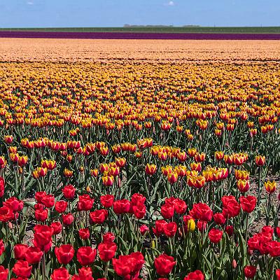 Tulpenblüte in Sachsen-Anhalt : Tulpe, Blume, Feld