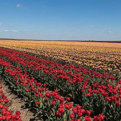 Tulpenblüte in Sachsen-Anhalt