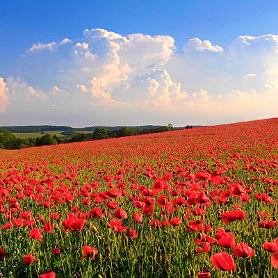 Mohnfeld : Sommer, Mohn