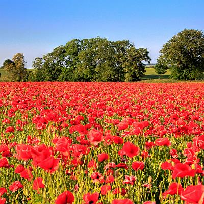 Mohnfeld : Sommer, Mohn