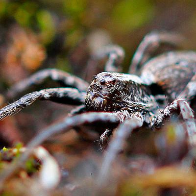 eine Wolfsspinne : Insekt, Spinne