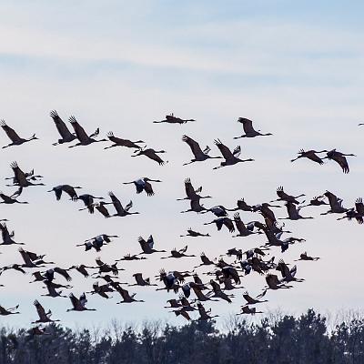 Massenabflug : Kranich, Vogel