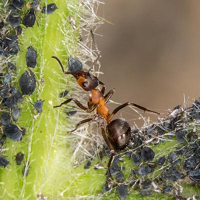 Ameise bei der Pflege ihrer Blattläuse : Ameise, Blattlaus, Insekt