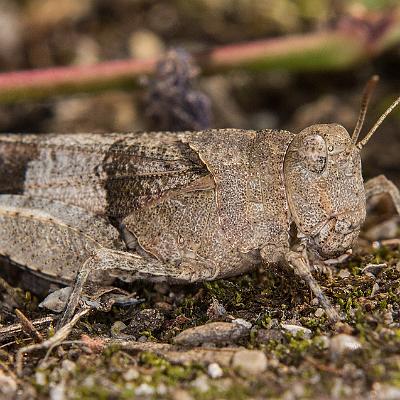 Ödlandschrecke : Insekt, Schrecke