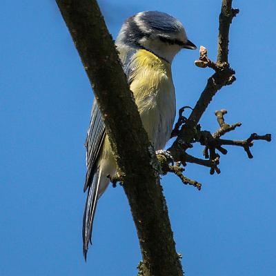 Blaumeise : Vogel