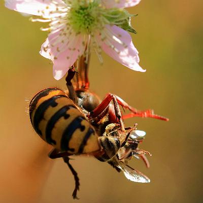 Hornisse jagt Biene : Insekt