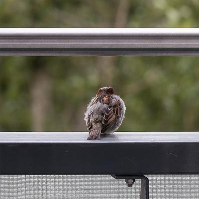 Blick vom Balkon : Vogel
