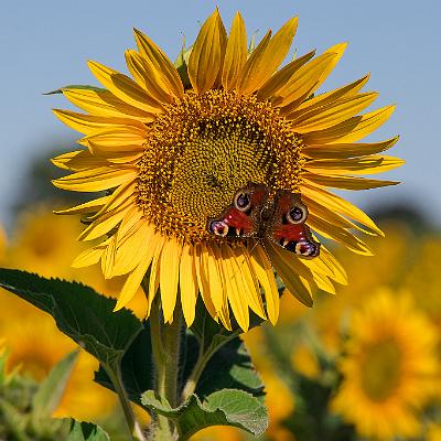 Tagpfauenauge auf Sonnenblume : Insekt