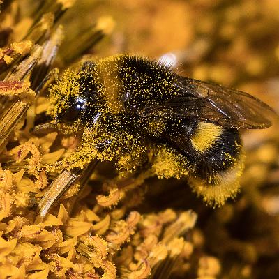 Pollen- Biene : Insekt