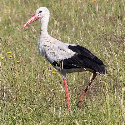 Weißstorch : Vogel
